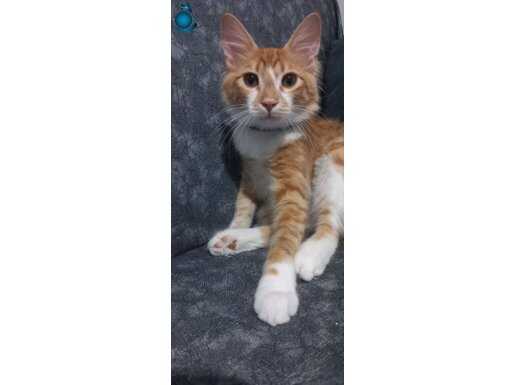 Ankara kedisi veya van kedisi melezi 