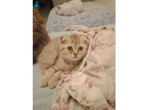Scottish Fold yavrularımız