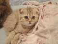 Scottish Fold   yavrularımız