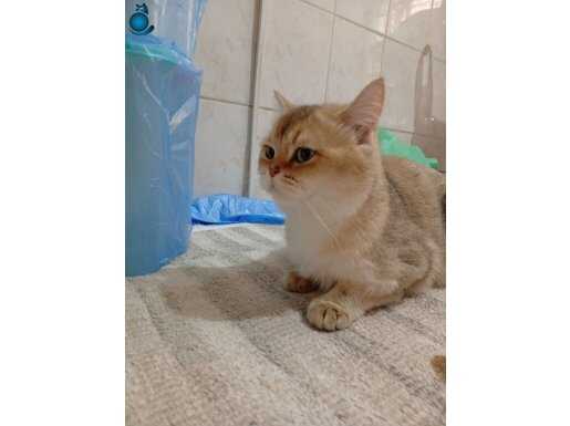 Biritiş ny25 2 yaşinda kızım ücretsiz 2 yaşinda 2 kez doğum 