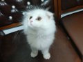 İran persian 3 aylık disi eyitimleri tam saglık sorunu yok..