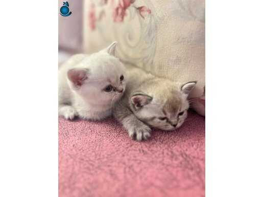 1.5 aylık british yavrular