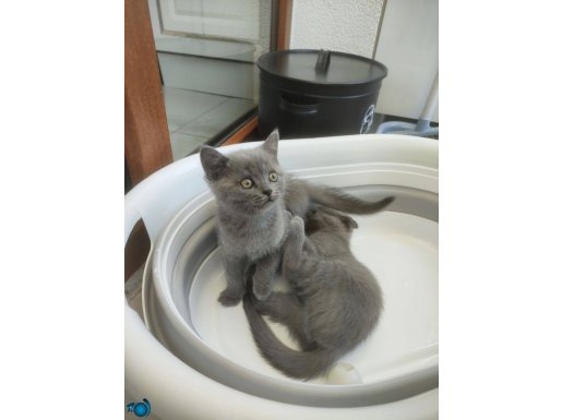 Yavru british shorthair 
