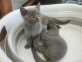 Yavru british shorthair 