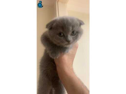 Çok acil eğitimli ve enerjik