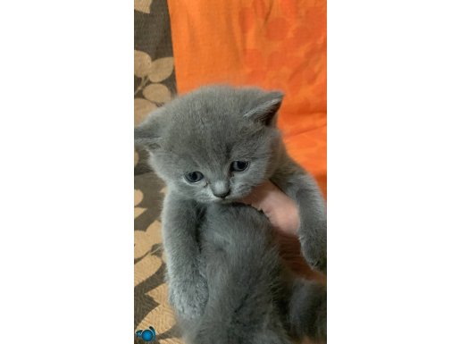 Çok acil eğitimli enerjik