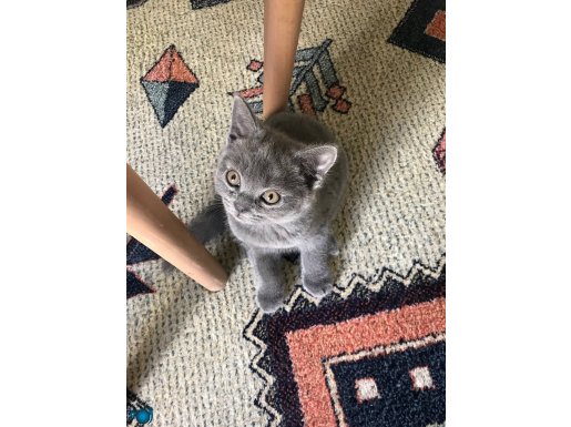 Safkan Ev Bebeklerimiz