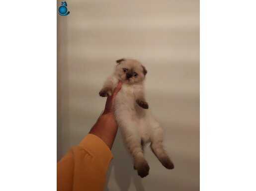 Tonton safkan yavrular