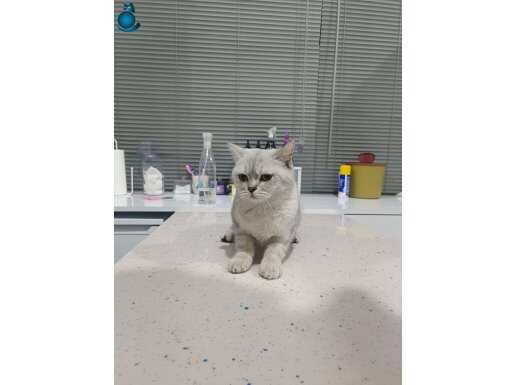 Silver dişi uyguna yavru