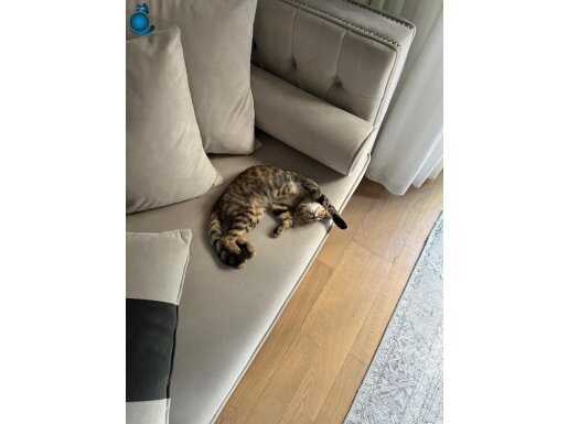 Ücretsiz sahiplendirme 