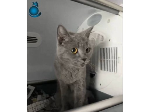 ACİL ÜCRETSİZ SAHİPLENDİRME