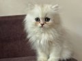 Özel cins ve güzellikte minnak yavrumuz