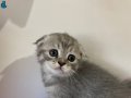 Scottish Fold Yavruları