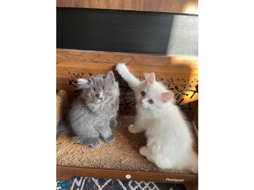 Saf kan,tuvalet eğitimli arkadaş canlısı yavrular