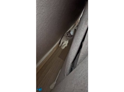 3 aylık yavru kedimi malzemeleriyle beraber vericem