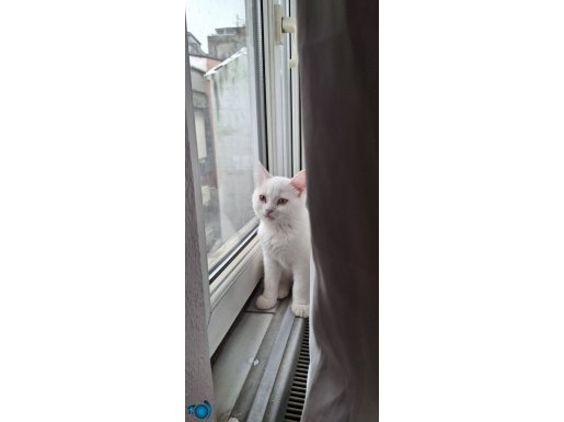 3 aylık yavru kedimi eşyalarıyla beraber vericem