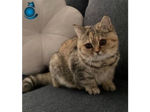 2bucuk yasında dişi kedi çipli