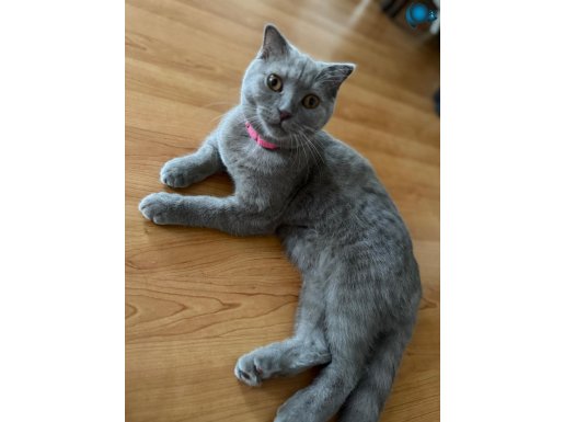 8 AYLIK SCOTTİSH AŞILARI TAM