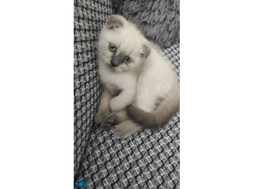 Aşırı oyuncu yakışıklı bir erkek bebek. Ailenizin yeni üyesi