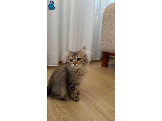 Black golden british longhair yavru 4 aylık