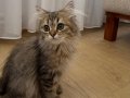 Black golden british longhair yavru 4 aylık