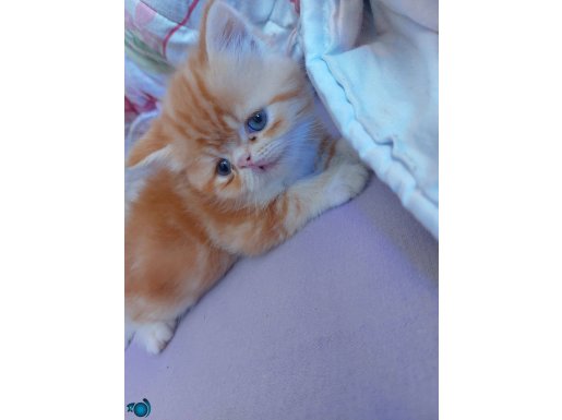Exotic shorthair yavru kedilerim sahini bekliyor