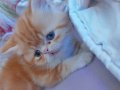 Exotic shorthair yavru kedilerim sahini bekliyor