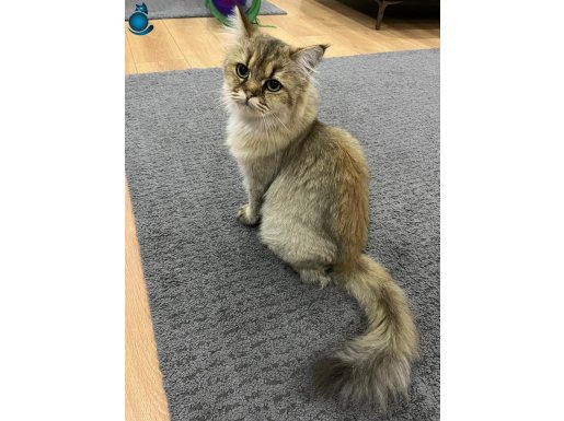 Orjin British Longhair Ücretsiz Sahiplendirme