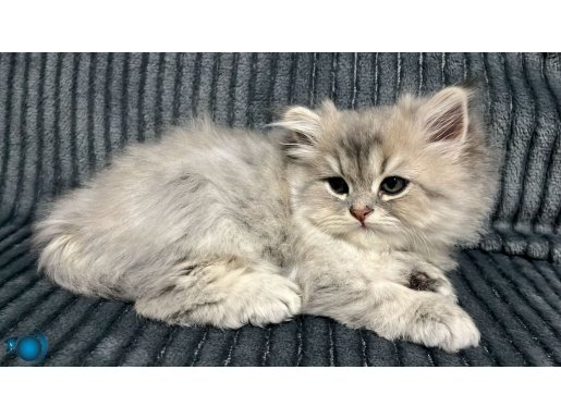 En iyi Son kalan Uygun Orjin Yavru Brititish Longhair 