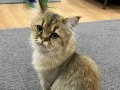 Orjin British Longhair Ücretsiz Sahiplendirme