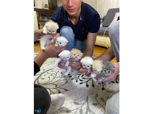 British ve scottish yavrular 