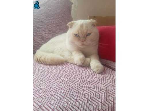 Scootish fold asaleti yeter