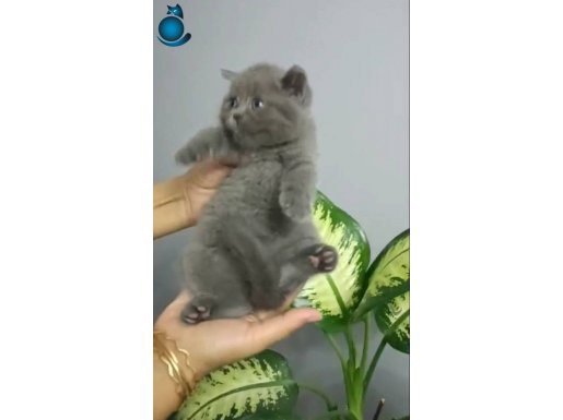 Oyuncu, zeki bir çocuk