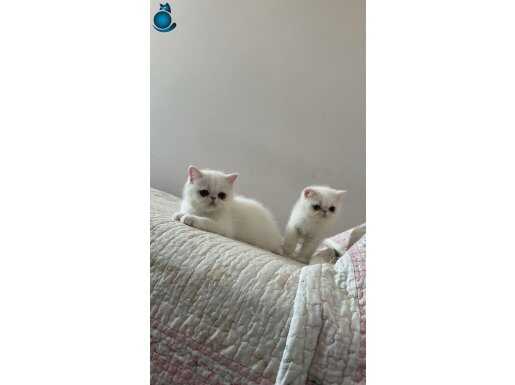 2 adet dişi exotic shorthair yavruları 
