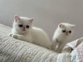 2 adet dişi exotic shorthair yavruları 
