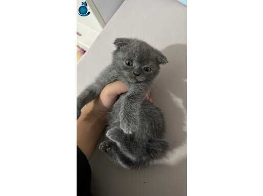  scottish fold yavrular 