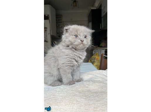 Scottish fold yavrular 