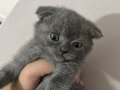  scottish fold yavrular 