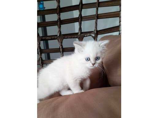 Dişi British Shorthair