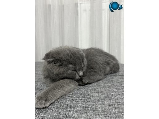 1,5 AYLIK SCOTTİSH DİŞİ