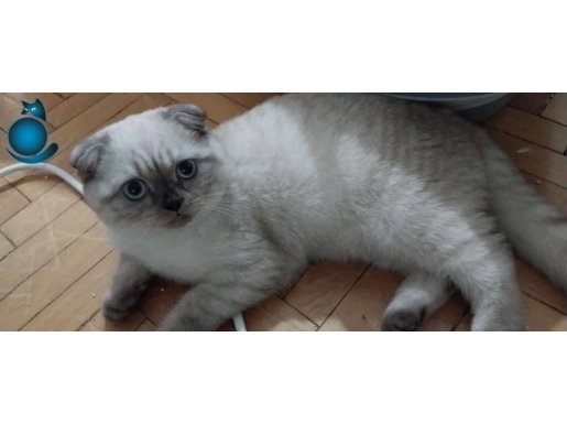 2,5 AYLIK SCOTTİSH FOLD BLUE POİNT ERKEK