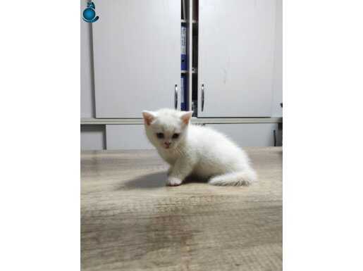 1 AYLIK BRITISH SHORTHAIR YAVRU