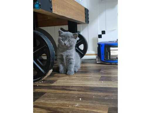 1 AYLIK BRITISH SHORTHAIR YAVRU