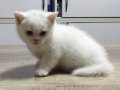 1 AYLIK BRITISH SHORTHAIR YAVRU