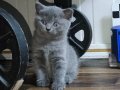 1 AYLIK BRITISH SHORTHAIR YAVRU