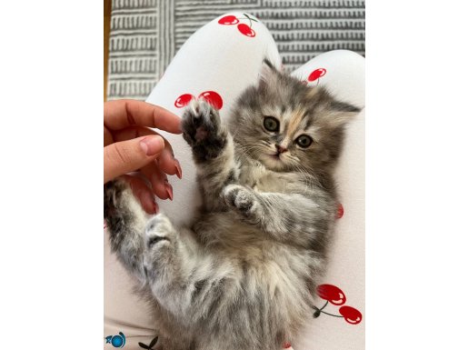 British longhair uysal
