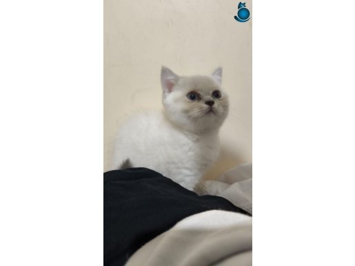 Safkan British Shorthair Blue Point Yuvaya Hazır Sağlıklı