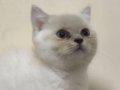 Safkan British Shorthair Blue Point Yuvaya Hazır Sağlıklı