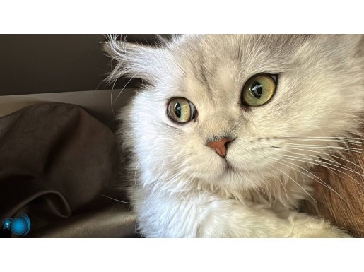 Ücretsiz British Longhair Erkek Kedimizi Sahiplendiriyoruz