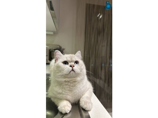 Mavi Gözlü British Shorthair Kedimiz Ücretsiz